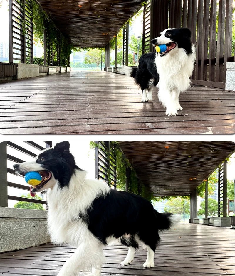 Dogs Interactive Toys Soft TPR Toys for Dog Pet Teeth Cleaning Bite Resistance Squeaky Dog Ball Toy - Kenner House Emporium